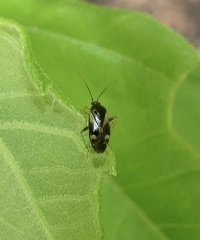 Plagiognathus obscurus