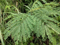 Albizia kalkora