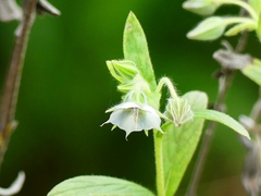 Trichodesma zeylanicum