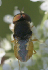 Odontomyia virgo