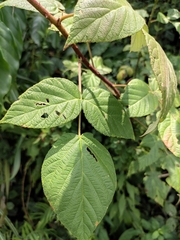 Rubus innominatus