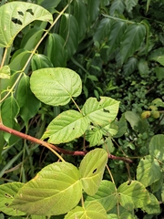 Rubus innominatus