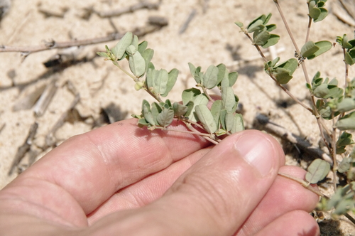 Image of Euphorbia geyeri by (c) Eric Knight, some rights reserved (CC BY)