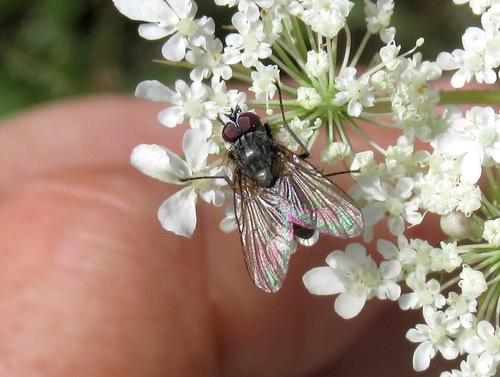 Helina celsa