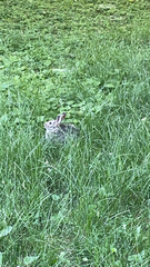 Sylvilagus floridanus