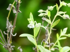 Trichodesma zeylanicum