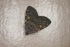 Idia diminuendis