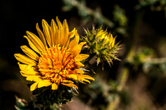 Berkheya erysithales