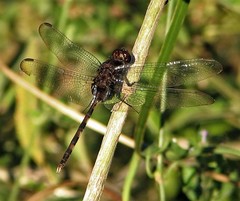 Erythemis plebeja