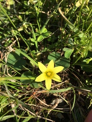 Romulea