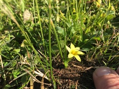 Romulea