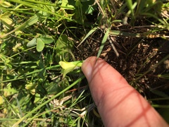 Romulea