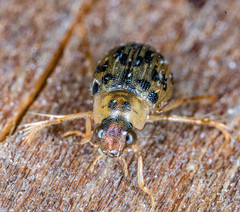 Berosus pantherinus
