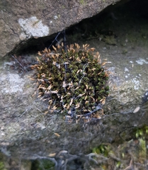 Ptychomitrium polyphyllum