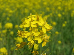 Brassica