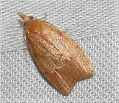 Cenopis directana
