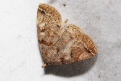 Zanclognatha laevigata