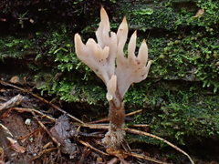 Clavulina castaneipes