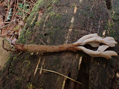 Clavulina castaneipes