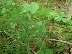 Pseudostellaria sylvatica
