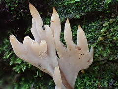 Clavulina castaneipes