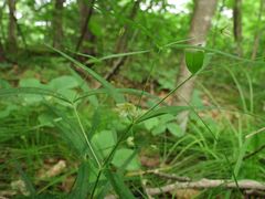 Pseudostellaria sylvatica
