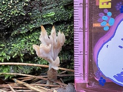 Clavulina castaneipes