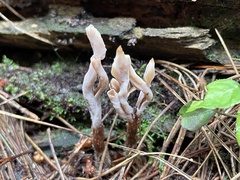 Clavulina castaneipes