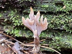 Clavulina castaneipes