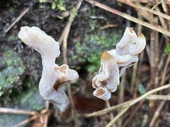 Clavulina castaneipes