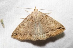 Zanclognatha laevigata