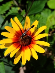 Eremnophila aureonotata