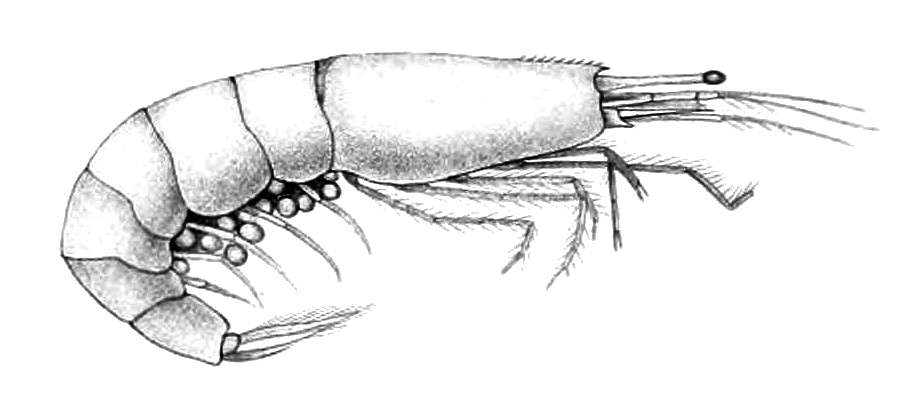Ogyrides alphaerostris