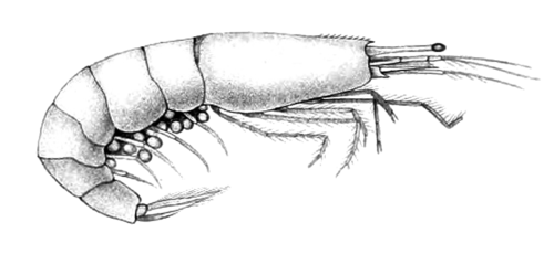 Estuarine longeye shrimp