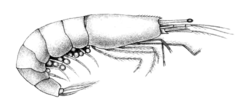 Estuarine longeye shrimp
