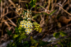 Microglossa mespilifolia