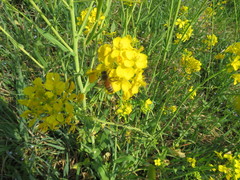 Brassica