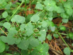 Chrysosplenium ramosum