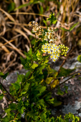 Microglossa mespilifolia