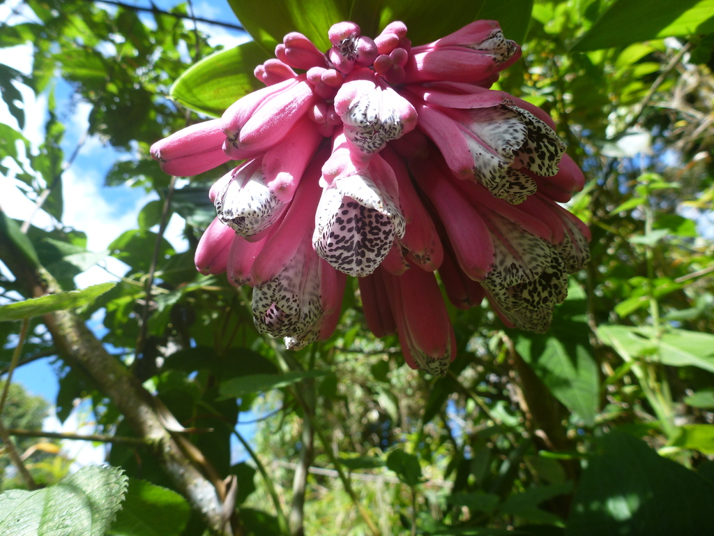 Bomarea pardina from Cotacachi, Ecuador on July 15, 2020 at 10:29 PM by ...