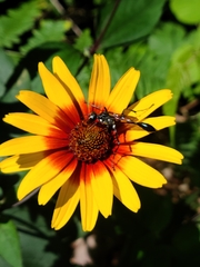 Eremnophila aureonotata