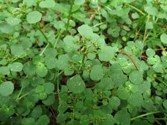 Chrysosplenium ramosum