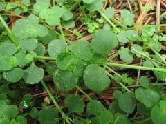 Chrysosplenium ramosum