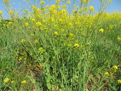 Brassica
