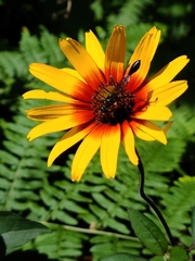 Eremnophila aureonotata