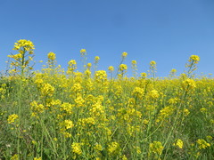 Brassica