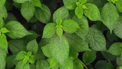 Boehmeria pilosiuscula