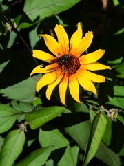 Eremnophila aureonotata