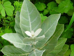 Calotropis
