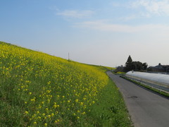 Brassica